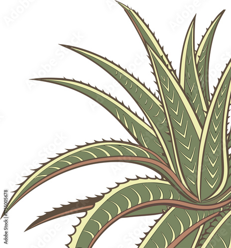 Two succulent plants botanical illustration