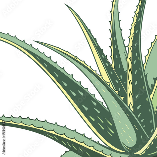 Four succulent plants botanical illustration