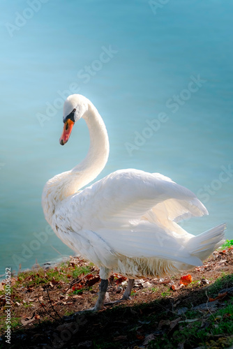 Elegant white swan standing gracefully on the lakeshore with soft sunlight highlighting its feathers and calm blue water in the background
