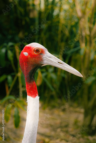 Close-up portrait of a Sarus crane with a striking red head and long beak, captured in natural light against a soft green background