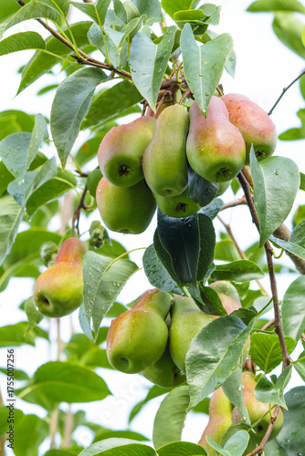 Ripe pears hanging on a tree branch covered with green leaves and fresh water drops. Natural fruit growing in orchard, symbol of harvest, freshness, and organic farming.