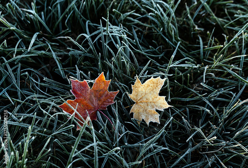 Two multi-colored bright maple leaves lie on the grass covered with shiny cry...