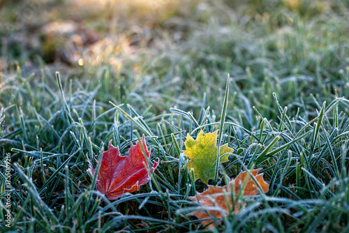 Autumn landscape with bright multi-colored maple leaves lying on the grass co...