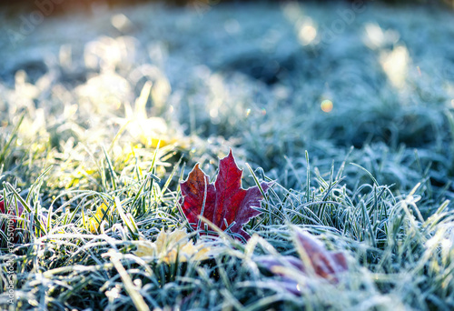 A bright red maple leaf lies on the grass covered with blue shiny crystals of...