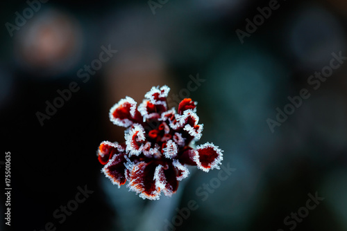 Nature with red flower covered with cold clear crystals of blue hoarfrost on a frosty morning in autumn garden
