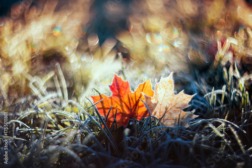 Artistic autumn landscape with bright multi-colored maple leaves lying on the...