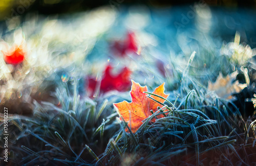 autumn landscape with bright multi-colored maple leaves lying on the grass co...