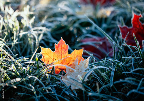 autumn landscape with bright multi-colored maple leaves lying on the grass co...