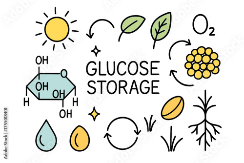 Glucose Storage Doodle. Glucose Storage. Hand-drawn doodle illustration glucose molecule (colored), starch granule (colored), leaf, seed (colored), sun, water