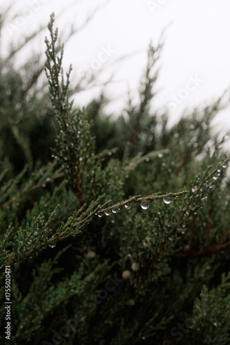 Close-up of evergreen branches covered with raindrops after a light rain, creating a calm and refreshing natural atmosphere