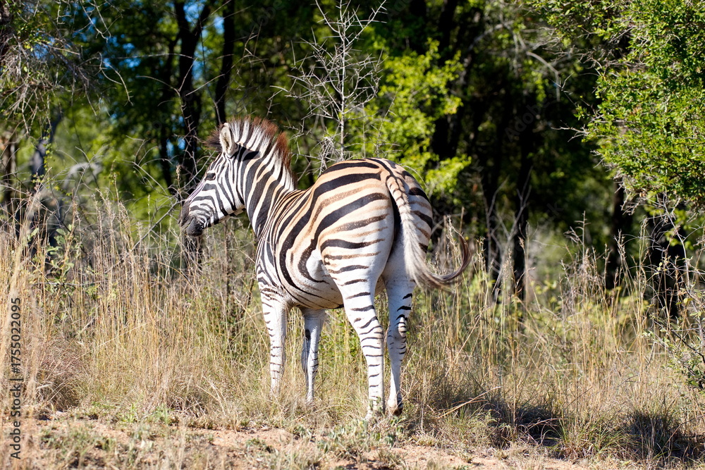 Naklejka premium Steppenzebra