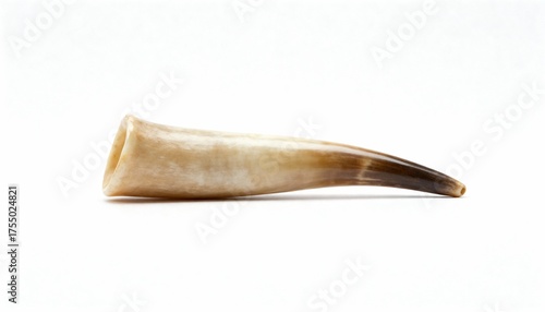 A natural animal horn showcasing its unique texture and gradient tones on a white background