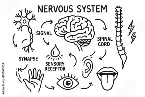 Nervous System Doodle. Nervous System. Hand-drawn doodle illustration Nervous System brain nerve spinal cord sensory receptor signal synapse electric impulse