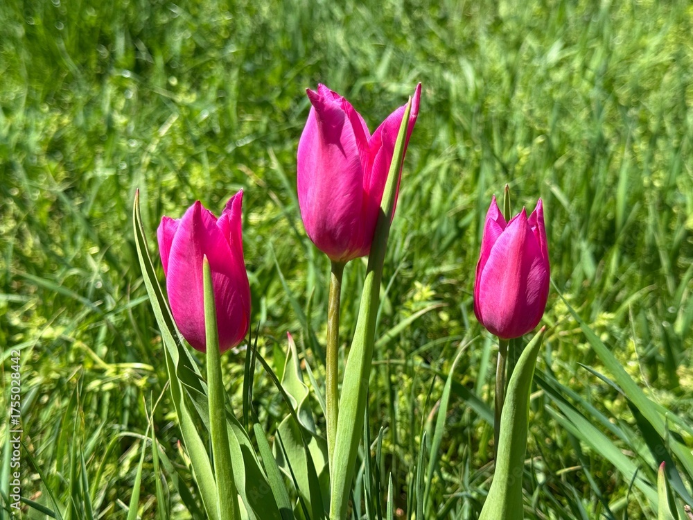 Fototapeta premium Pink tulips in the grass.