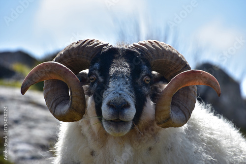 Fantastic Close Up of a Blackfaced Ram