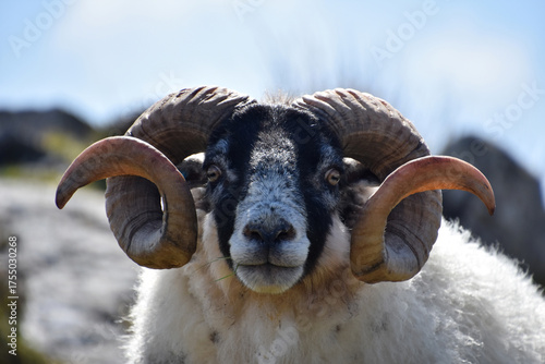 Amazing Capture of a Blackfaced Ram in the Highlands