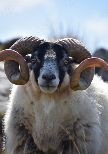 Twisted Curled Horns on a Blackface Sheep