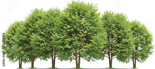 Lush green forest tree line with dense foliage and brown trunks, perfect for nature backgrounds, eco designs, spring themes, landscaping projects, and digital illustration scenes