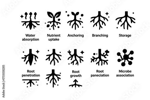 Root Functions Icons. Root Functions. Solid icons set of Root Functions: water absorption, nutrient uptake, anchoring, storage, root hairs, branching, root