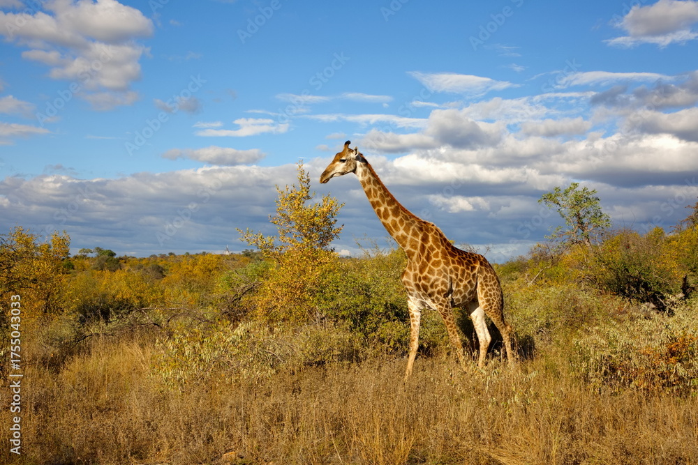 Obraz premium Giraffe