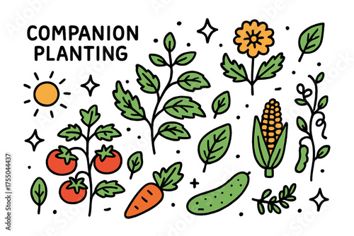 Doodle Companion Planting. Companion Planting. Hand-drawn doodle illustration tomato plant (colored), basil (colored), marigold flower (colored), corn, beans