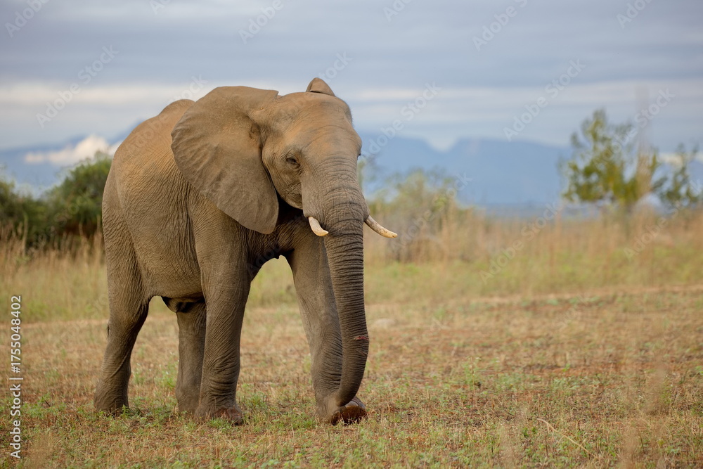 Obraz premium Elefant