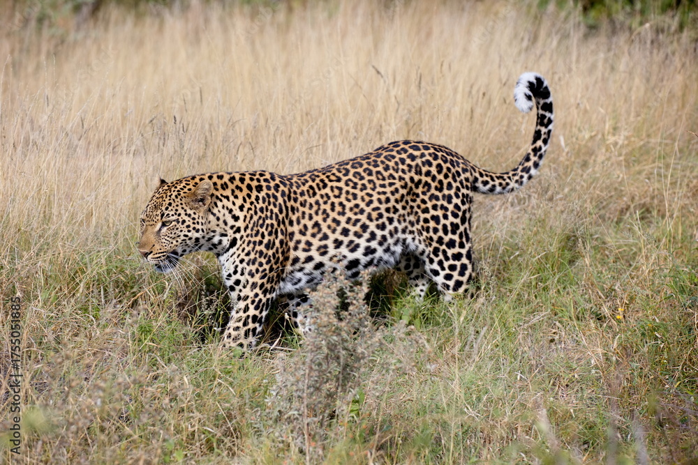 Naklejka premium Leopard