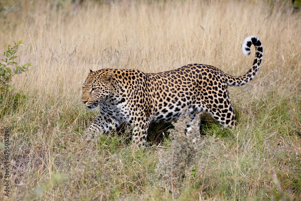 Obraz premium Leopard