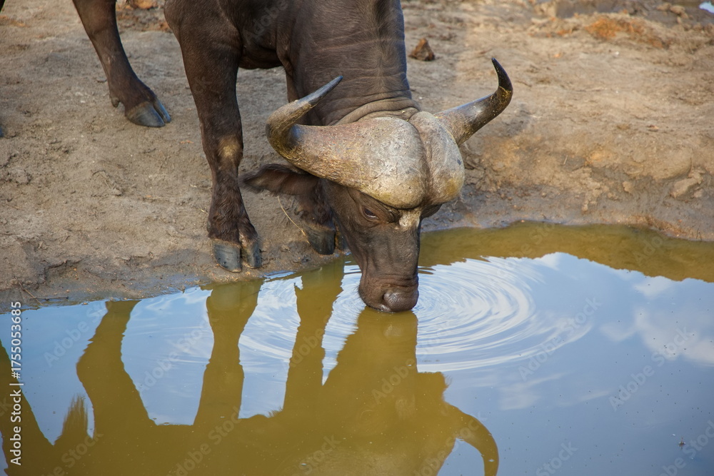 Obraz premium Büffel