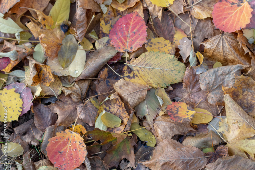 Obraz premium Colorful Leaf Carpet in Forest