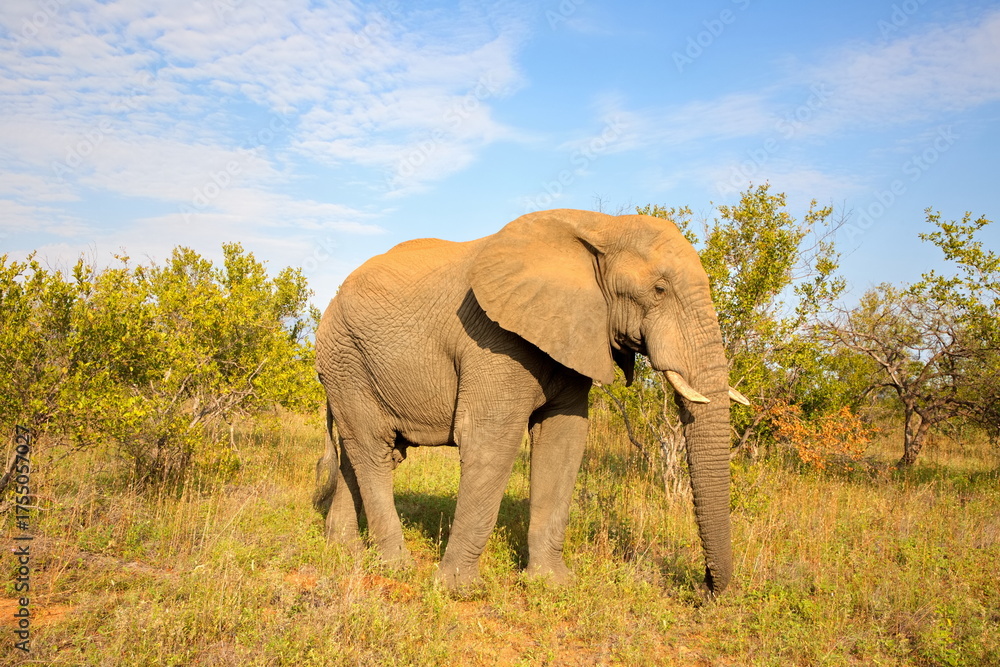 Fototapeta premium Elefant