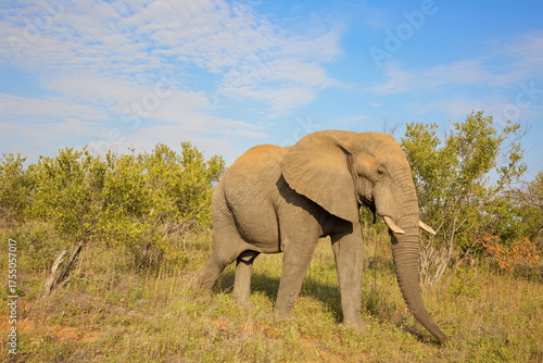 Elefant