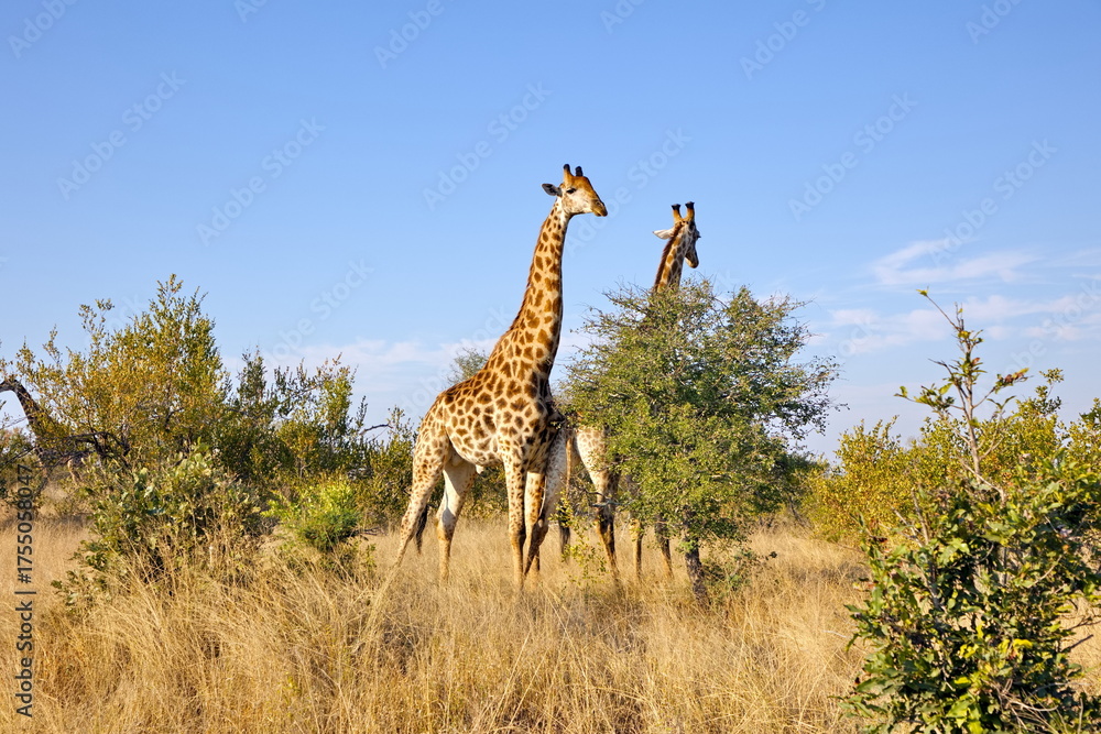 Obraz premium Giraffe