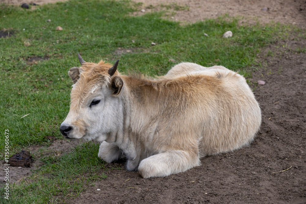 Fototapeta premium an orange large bull with small horns on its head, a large bull with yellow orange fur and small horns living in an open enclosure at the zoo, the bull lies on the grass