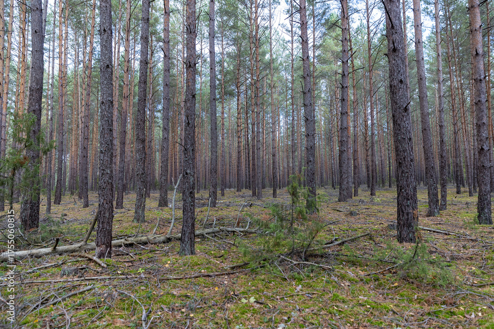 Fototapeta premium tall pine trees in a coniferous forest in the autumn season during leaf fall, changes in nature during the autumn season in a forest with old and tall pines