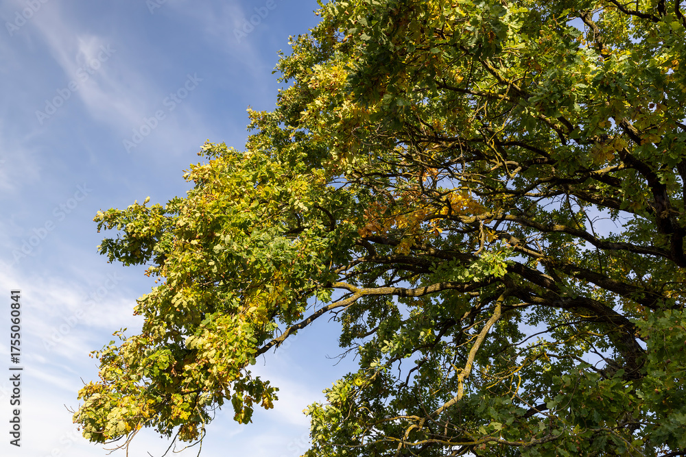 Fototapeta premium oak foliage and branches in the autumn season before the fall , one oak in autumn, part of the foliage of which began to change color to yellow and orange