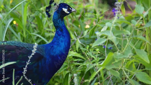 Wallpaper Mural Majestic Peacock Standing Proud in Lush Green Grass Torontodigital.ca
