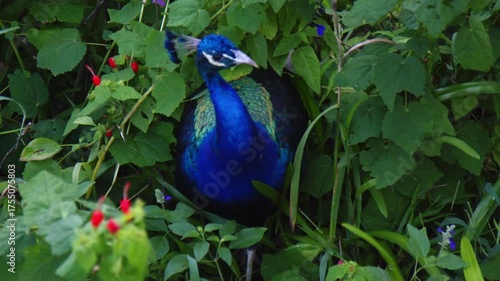 Close Up of Vibrant Peacock Exploring Green Foliage
