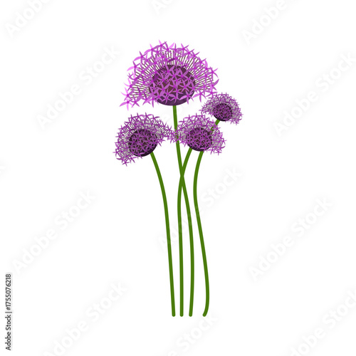 Purple Allium Flower Illustration