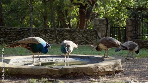 Family of Peacocks and Peahens by Water Fountain in Sunny Park