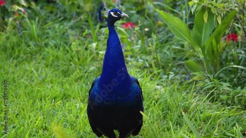 Close-Up Peacock Standing in Lush Green Grass