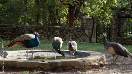 Group of Peacocks and Peahens by Water Basin in Sunny Park