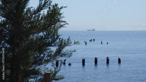 Calm Blue Ocean Waters with Tree and Weathered Wooden Posts