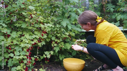 Woman harvesting redcurrants in her garden, placing the berries into a yellow bowl. Gardening, organic, homegrown, healthy eating.