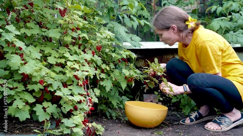 Woman harvesting redcurrants in her garden, placing the berries into a yellow bowl. Gardening, organic, homegrown, healthy eating.