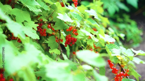 Redcurrant berries hanging from a bush amongst lush green leaves. Fresh, bright and natural. Close up shot.