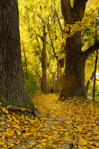 herbstliche Pappelallee in Regensburg