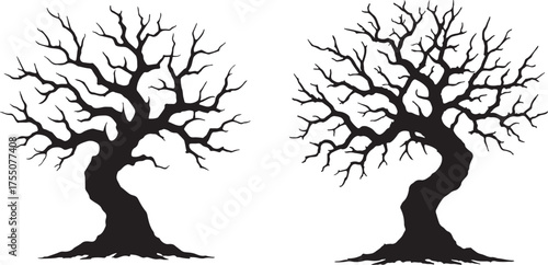 Two striking bare deciduous trees with intricate branching patterns creating dramatic silhouettes for various seasonal or symbolic uses