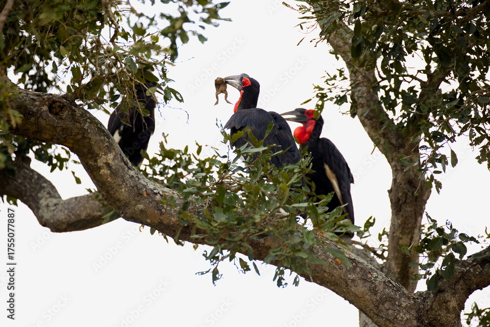 Obraz premium Südliche Hornraben