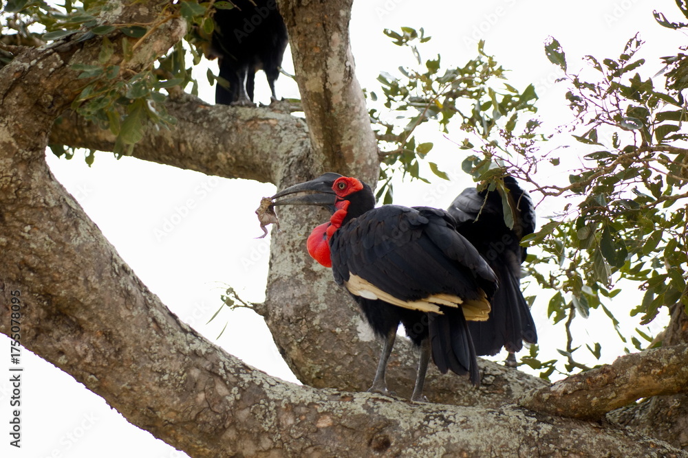 Naklejka premium Südliche Hornraben